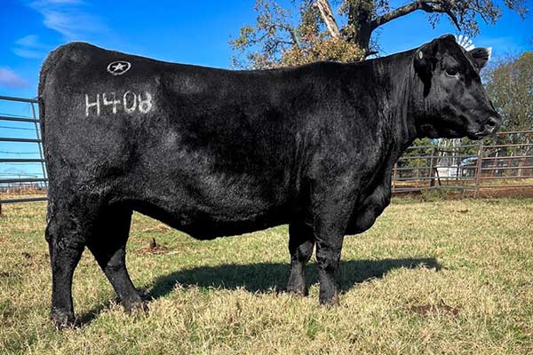 Lonestar Fireball Wendy H408