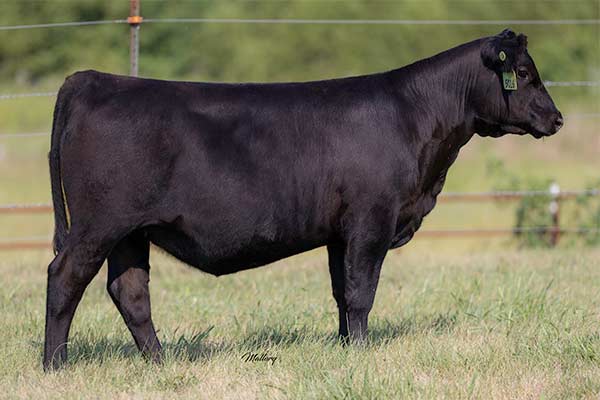 Smith Valley Rita 5016